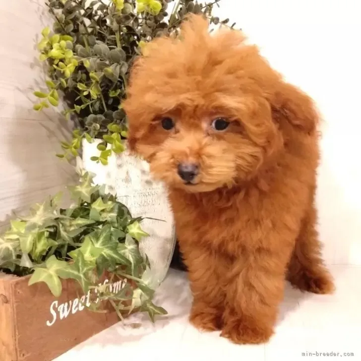 タイニープードル♂