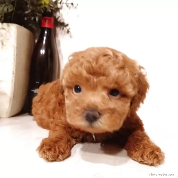 トイプードル(トイ)♀