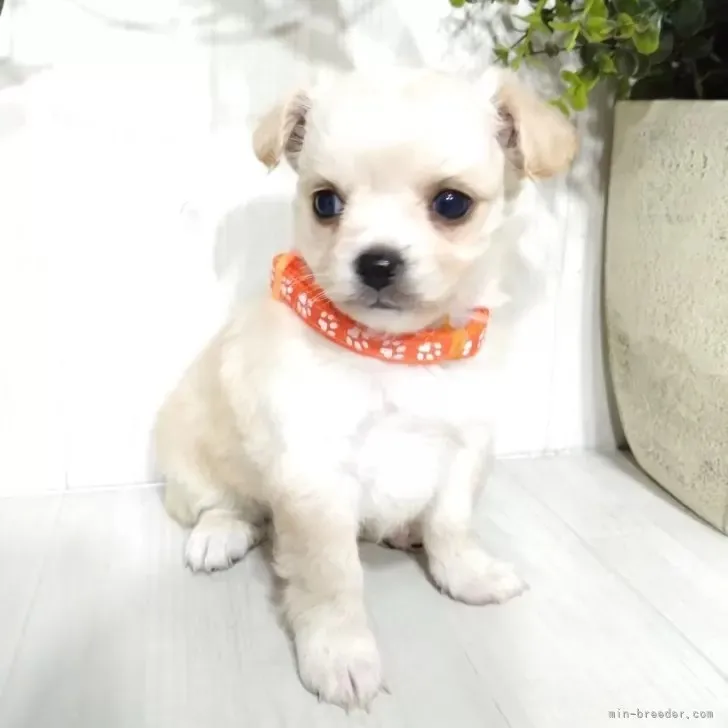 ミックス(チワワ×ポメプー)♀