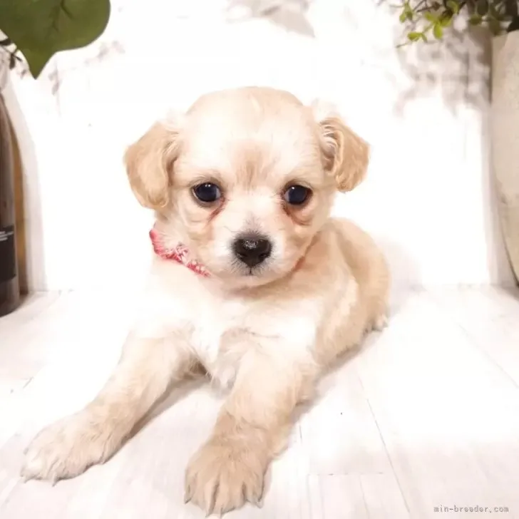 ミックス(チワワ×ポメプー)♀