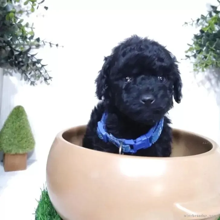 ティーカッププードル♂