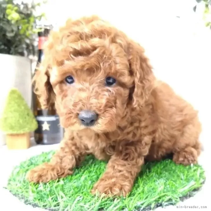 トイプードル(トイ)♀